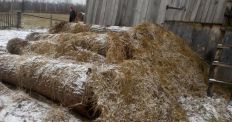 ​На Житомирщині виявили ще один «схрон» деревини. ФОТО /