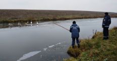 ​Житомирські рятувальники допомогли лебедям покинути замерзлу водойму. ФОТО/