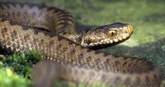 ​В Житомирской области змеи продолжают атаковать людей/