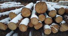 ​Як на Житомирщині керівники лісгоспу розкрадали державну деревину на мільйони гривень/