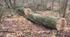 ​За фактами незаконних лісових порубок у кількох районах Житомирщини розпочали розслідування/
