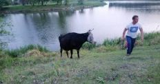 ​Як на Житомирщині рятували корову з річки/