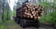 ​Житомирские пограничники задержали грузовик с ворованной древесиной/