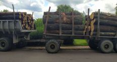 ​В Житомирской области начали уголовное производство по факту подделки лесхозом документов на перевозку бревен дуба/