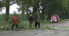 ​В Овруцькому районі рятувальники провели аварійні роботи з прибирання дерева, що заблокувало рух на автодорозі/