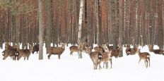 ​Лісова охорона Житомирщини демонструє ефективну діяльність/