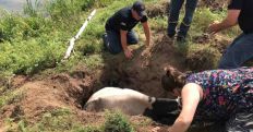 ​На Житомирщині рятували корову, яка потрапила в торфову яму. ФОТО/