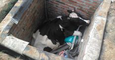 На Житомирщині рятувальники дістали корову з ями. ФОТО/