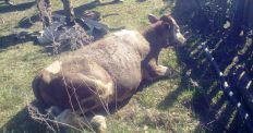 ​В Житомирській області рятували корову із 5-метрового колодязя. ФОТО/