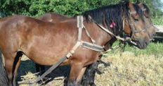 Злодія, який в Хмельницькій області із чоловічого монастиря викрав коня... затримали аж на Житомирщині. ФОТО/