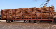 ​На Житомирщині спецслужби викрили масштабні незаконні оборудки із лісом. ФОТО/