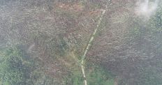 ​Ураган-смерч «снес» 100 гектаров леса на Житомирщине. ФОТО/