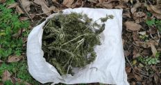 В Житомирській області на території школи виявили схованку з наркотиками/