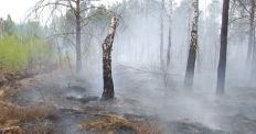 ​В Народичском лесхозе, который уже неделю в огне, лесоводы задержали поджигателей/