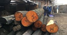 ​На Житомирщині розслідують незаконну порубку лісу/