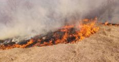 ​Ситуація з лісовими пожежами на Житомирщині залишається складною - вогнем пройдено понад 700 га/