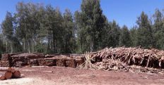 ​В Житомирской области за сутки выявили три случая незаконных сделок с лесопродукцией/