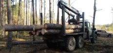 ​В Житомирській області «чорні лісоруби» намагалися відразу продати викрадений ліс/