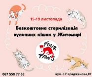 ​15-19 листопада у Житомирі проводитимуть стерилізацію та вакцинацію безпритульних кішок/