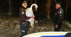 ​На дорозі Житомир – Могилів-Подільський поліцейські знайшли притулок знесиленому лебедю/