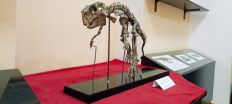 ​У Житомирському обласному краєзнавчому музеї вперше експонують справжнього Пситтакозавра/