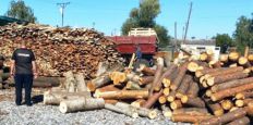 ​На Житомирщині майстр лісу організував незаконні порубки дубів на 2 млн грн/